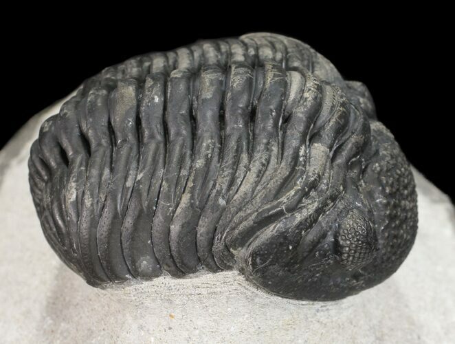 Pedinopariops Trilobite - Mrakib, Morocco #54406